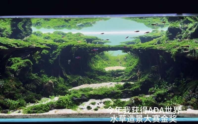 2圖片5張21水族展會(huì)有哪些亮點(diǎn)?,2023年水族展會(huì)有哪些亮點(diǎn)? 龍魚百科 第5張 2圖片5張21水族展會(huì)有哪些亮點(diǎn)?,2023年水族展會(huì)有哪些亮點(diǎn)? 2圖片5張21水族展會(huì)有哪些亮點(diǎn)?,2023年水族展會(huì)有哪些亮點(diǎn)? 龍魚百科 第5張