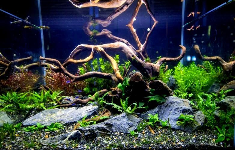 2圖片5張21水族展會(huì)有哪些亮點(diǎn)?,2023年水族展會(huì)有哪些亮點(diǎn)? 龍魚百科 第4張 2圖片5張21水族展會(huì)有哪些亮點(diǎn)?,2023年水族展會(huì)有哪些亮點(diǎn)? 2圖片5張21水族展會(huì)有哪些亮點(diǎn)?,2023年水族展會(huì)有哪些亮點(diǎn)? 龍魚百科 第4張