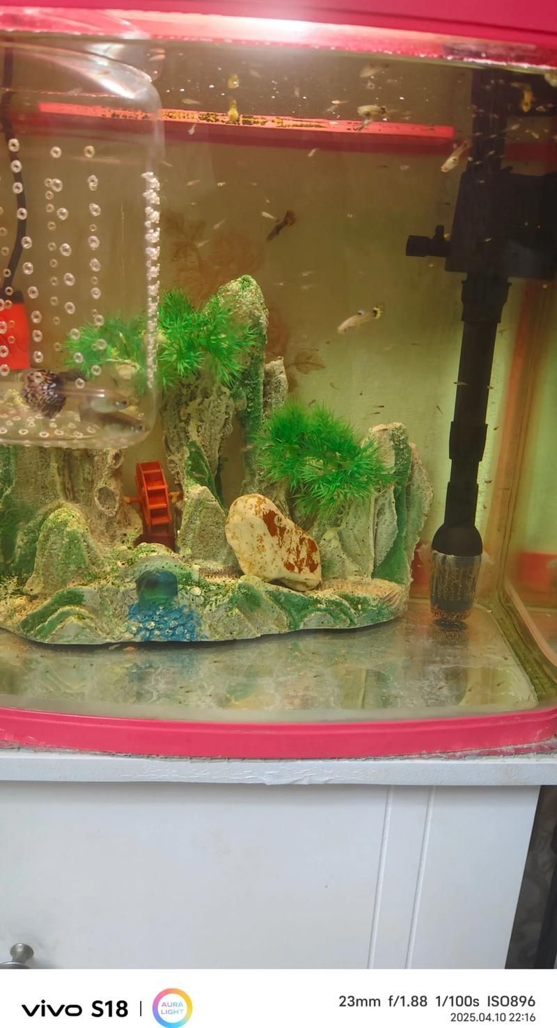 2圖片5張21水族展會(huì)有哪些亮點(diǎn)?,2023年水族展會(huì)有哪些亮點(diǎn)? 龍魚百科 第3張 2圖片5張21水族展會(huì)有哪些亮點(diǎn)?,2023年水族展會(huì)有哪些亮點(diǎn)? 2圖片5張21水族展會(huì)有哪些亮點(diǎn)?,2023年水族展會(huì)有哪些亮點(diǎn)? 龍魚百科 第3張