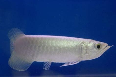 龍魚白痕可能是癌癥嗎，龍魚白痕可能是癌癥嗎，醫生詳解 龍魚白痕可能是癌癥嗎，龍魚白痕可能是癌癥嗎，醫生詳解 龍魚百科