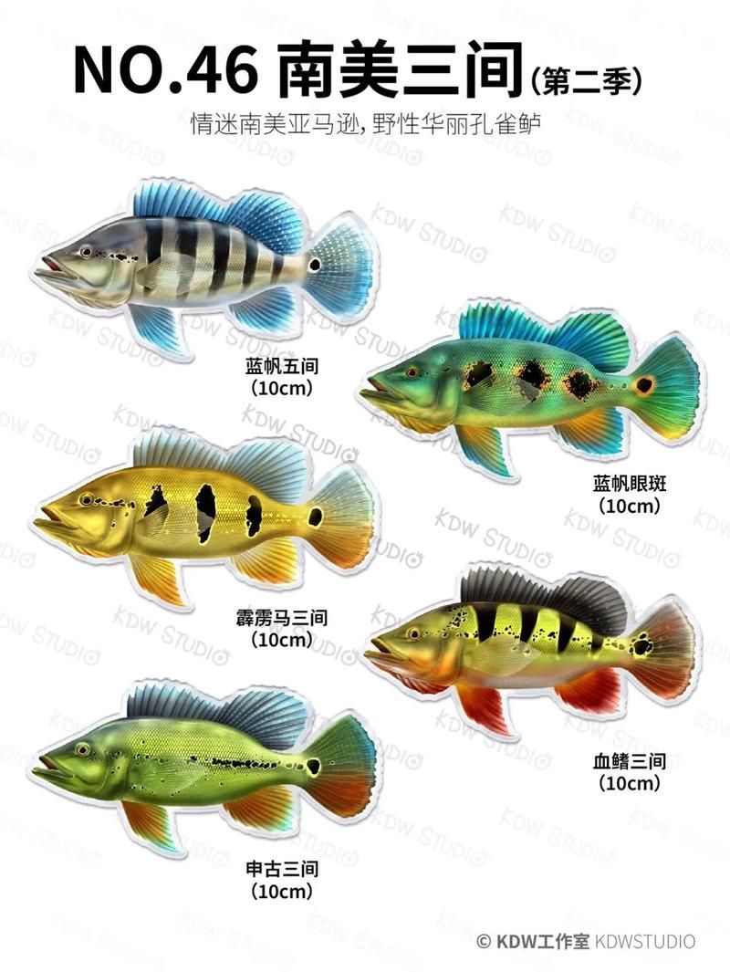 如何挑選藍(lán)帆三間魚？，如何挑選一條優(yōu)質(zhì)的藍(lán)帆三間魚 如何挑選藍(lán)帆三間魚？，如何挑選一條優(yōu)質(zhì)的藍(lán)帆三間魚 龍魚百科 第5張