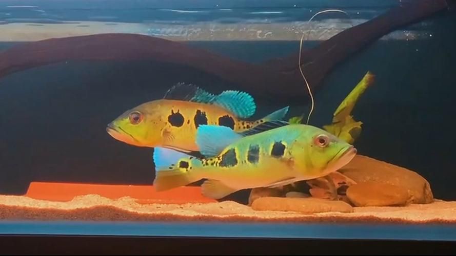 如何挑選藍(lán)帆三間魚？，如何挑選一條優(yōu)質(zhì)的藍(lán)帆三間魚 如何挑選藍(lán)帆三間魚？，如何挑選一條優(yōu)質(zhì)的藍(lán)帆三間魚 龍魚百科 第1張