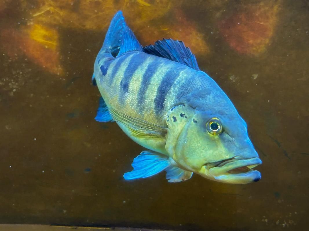 如何挑選藍(lán)帆三間魚？，如何挑選一條優(yōu)質(zhì)的藍(lán)帆三間魚 如何挑選藍(lán)帆三間魚？，如何挑選一條優(yōu)質(zhì)的藍(lán)帆三間魚 龍魚百科 第4張