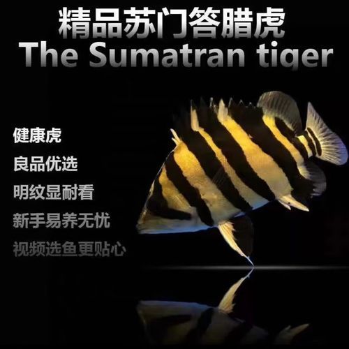印尼四紋虎的市場價格是多少?,印尼四紋虎市場價格是多少印尼四紋虎市場價格是多少 龍魚百科 第3張 印尼四紋虎的市場價格是多少?,印尼四紋虎市場價格是多少印尼四紋虎市場價格是多少 印尼四紋虎的市場價格是多少?,印尼四紋虎市場價格是多少印尼四紋虎市場價格是多少 龍魚百科 第3張
