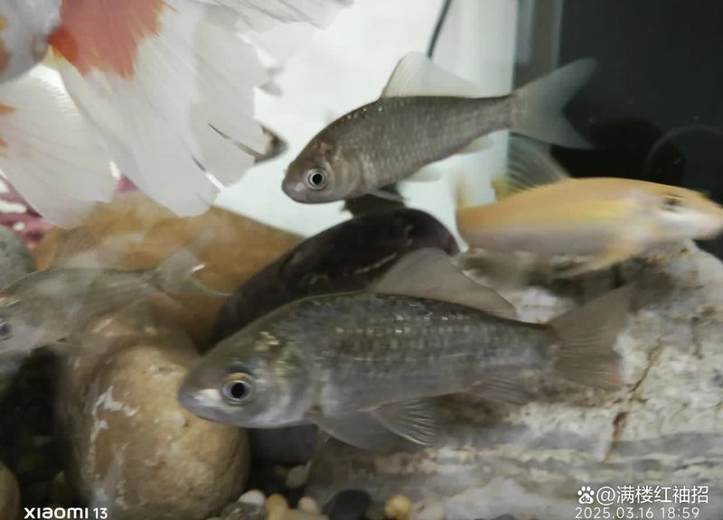 觀賞魚(yú)飼養(yǎng)成本大概是多少，養(yǎng)觀賞魚(yú)成本大概是多少