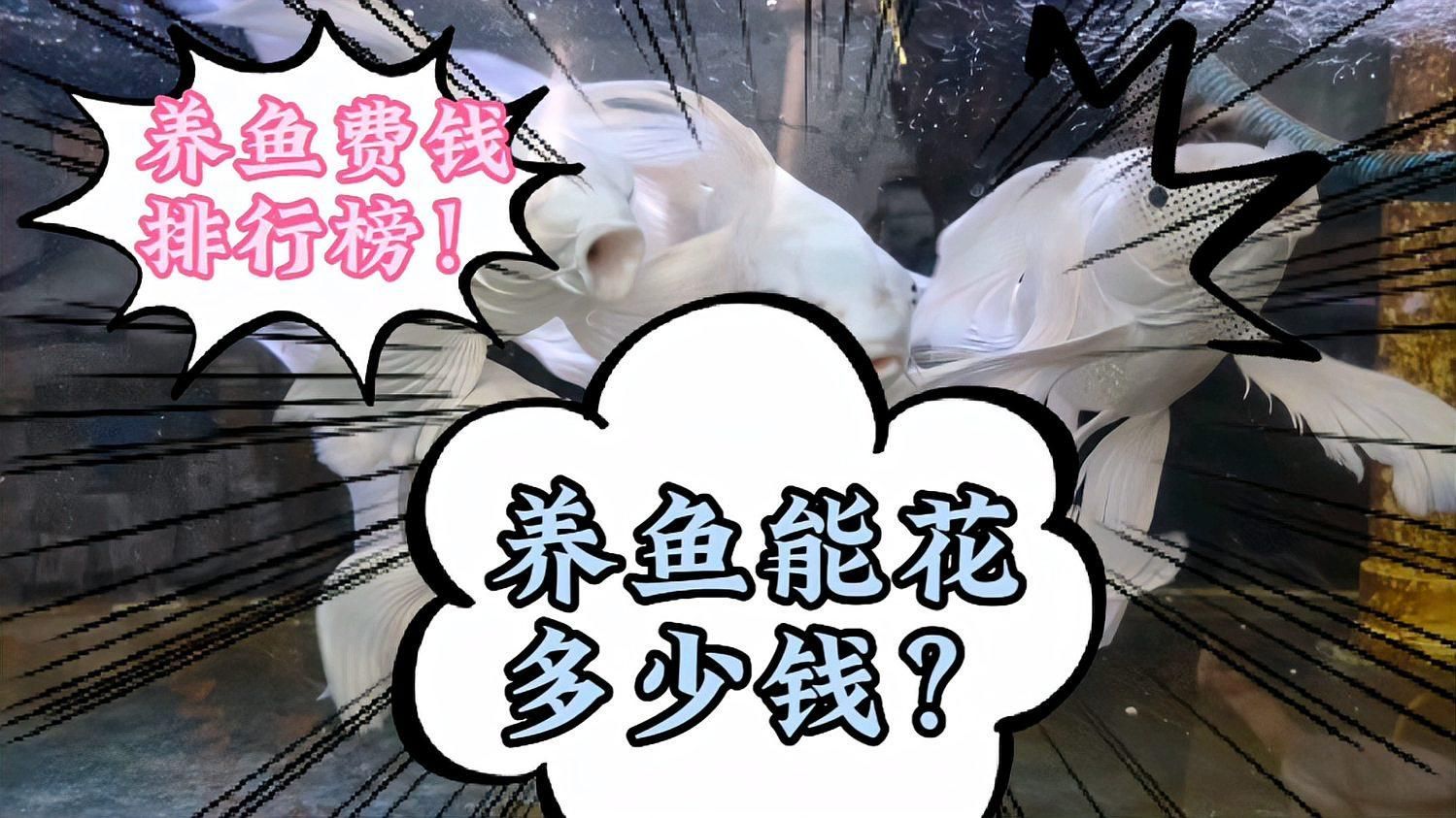觀賞魚(yú)飼養(yǎng)成本大概是多少，養(yǎng)觀賞魚(yú)成本大概是多少