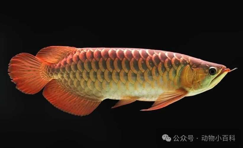 最貴龍魚的市場價格波動大嗎？ 最貴龍魚的市場價格波動大嗎？ 龍魚百科 第2張
