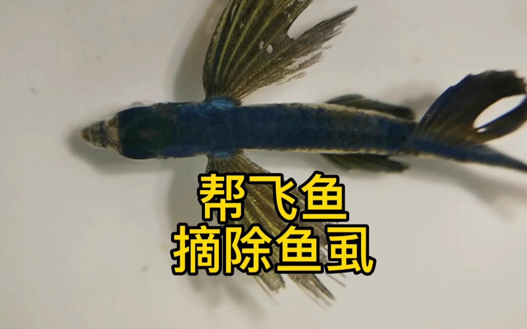 如何識別魚虱寄生，怎樣識別魚虱寄生