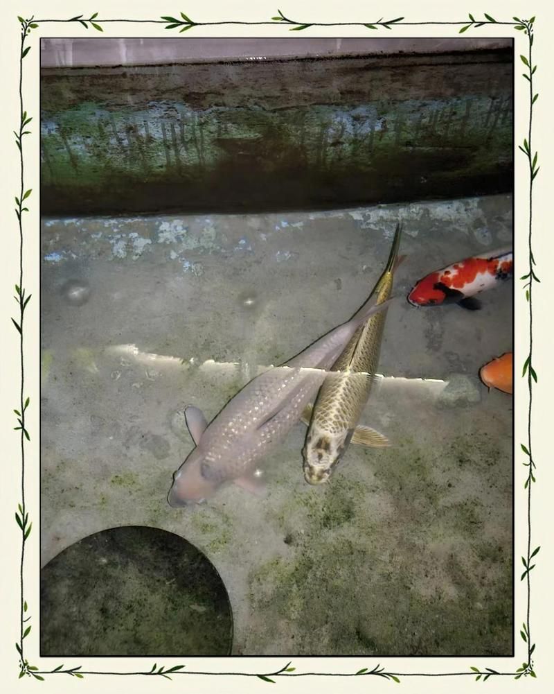 如何判斷魚(yú)是否患有腹水，如何判斷魚(yú)是否患有腹水是否患有腹水，如何判斷魚(yú)是否患有腹水 如何判斷魚(yú)是否患有腹水，如何判斷魚(yú)是否患有腹水是否患有腹水，如何判斷魚(yú)是否患有腹水 龍魚(yú)百科 第9張