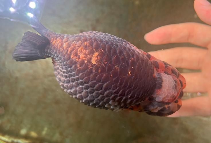 如何判斷魚(yú)是否患有腹水，如何判斷魚(yú)是否患有腹水是否患有腹水，如何判斷魚(yú)是否患有腹水 如何判斷魚(yú)是否患有腹水，如何判斷魚(yú)是否患有腹水是否患有腹水，如何判斷魚(yú)是否患有腹水 龍魚(yú)百科 第2張
