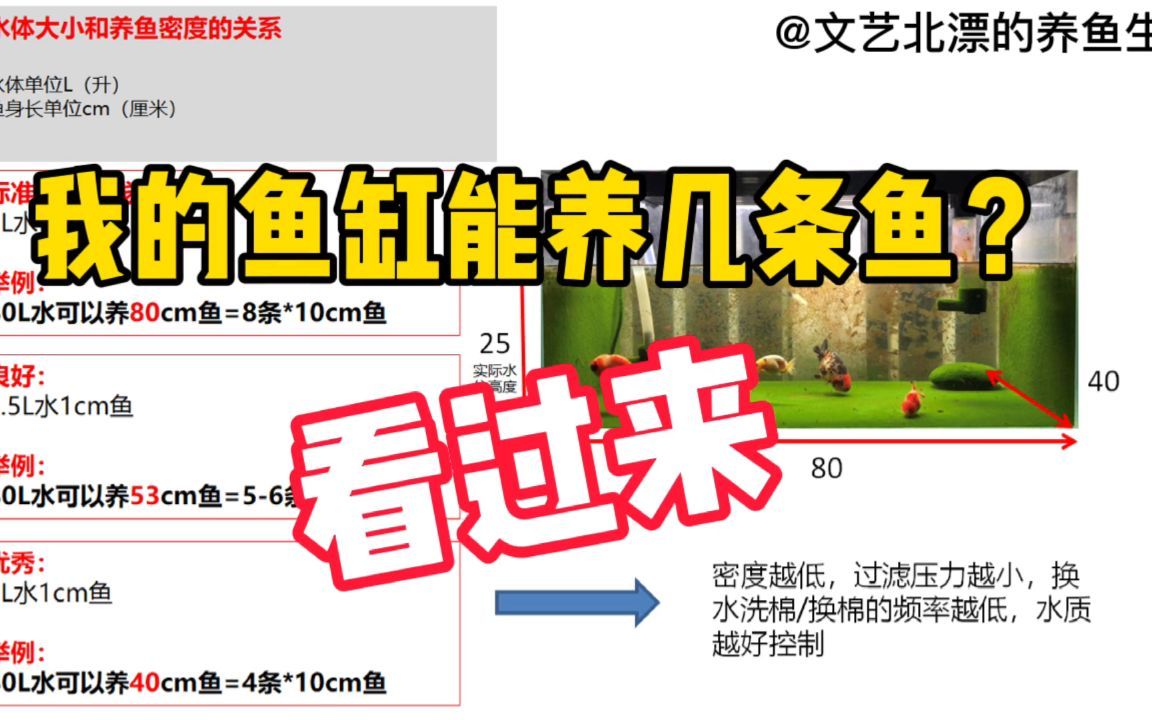 魚缸尺寸與養魚數量關系，魚缸尺寸與養魚數量 魚缸尺寸與養魚數量關系，魚缸尺寸與養魚數量 龍魚百科 第2張