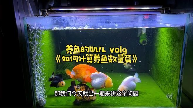 魚缸尺寸與養魚數量關系，魚缸尺寸與養魚數量