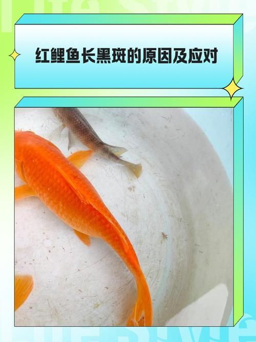 如何判斷錦鯉紅斑病是否自愈，如何判斷錦鯉紅斑病 如何判斷錦鯉紅斑病是否自愈，如何判斷錦鯉紅斑病 龍魚百科 第3張