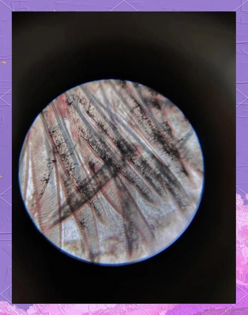 如何判斷魚是否感染細菌，如何判斷魚是否感染細菌感染細菌感染診斷魚是否感染細菌 如何判斷魚是否感染細菌，如何判斷魚是否感染細菌感染細菌感染診斷魚是否感染細菌 龍魚百科 第5張