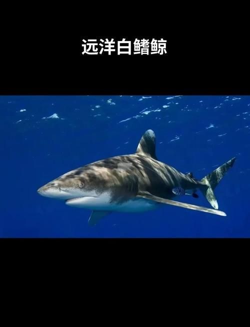 如何區分白子球鯊的品種？，“白子球鯊”并非標準學名如何區分白子球鯊的品種 如何區分白子球鯊的品種？，“白子球鯊”并非標準學名如何區分白子球鯊的品種 龍魚百科 第2張