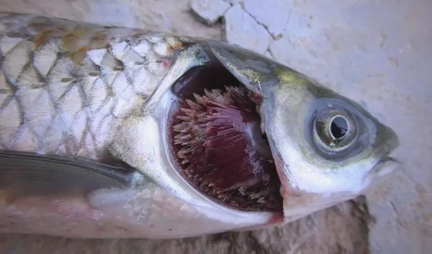 能提供更多爛鰓病的圖片嗎,**,爛鰓病是一種常見的魚類疾病 龍魚百科 第7張 能提供更多爛鰓病的圖片嗎,**,爛鰓病是一種常見的魚類疾病 能提供更多爛鰓病的圖片嗎,**,爛鰓病是一種常見的魚類疾病 龍魚百科 第7張
