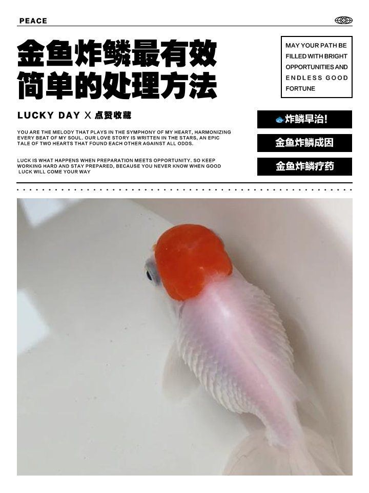 金魚立鱗病能活多久，印尼紅龍魚漁場金魚立鱗病能活多久 金魚立鱗病能活多久，印尼紅龍魚漁場金魚立鱗病能活多久 龍魚百科 第2張