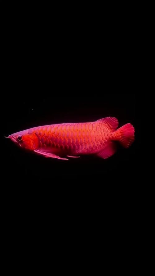 有哪些適合龍魚的高清壁紙,龍魚高清壁紙下載資源清單 龍魚百科 第3張 有哪些適合龍魚的高清壁紙,龍魚高清壁紙下載資源清單 有哪些適合龍魚的高清壁紙,龍魚高清壁紙下載資源清單 龍魚百科 第3張