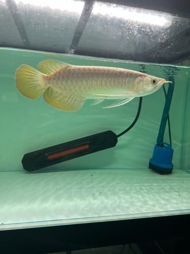 如何判斷紅龍魚芯片證書的真?zhèn)危绾闻袛嗉t龍魚芯片證書的真?zhèn)闻袛鄼?quán)威指南 如何判斷紅龍魚芯片證書的真?zhèn)危绾闻袛嗉t龍魚芯片證書的真?zhèn)闻袛鄼?quán)威指南 龍魚百科 第2張
