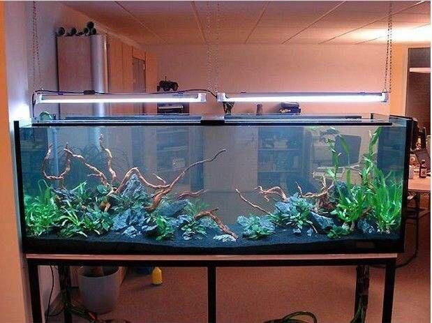 如何預防雷龍魚腹水病的發生，如何預防雷龍魚腹水病