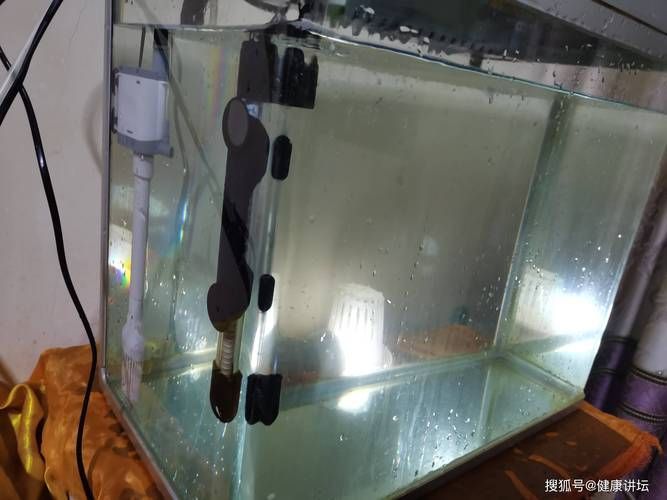 如何預防雷龍魚腹水病的發生，如何預防雷龍魚腹水病
