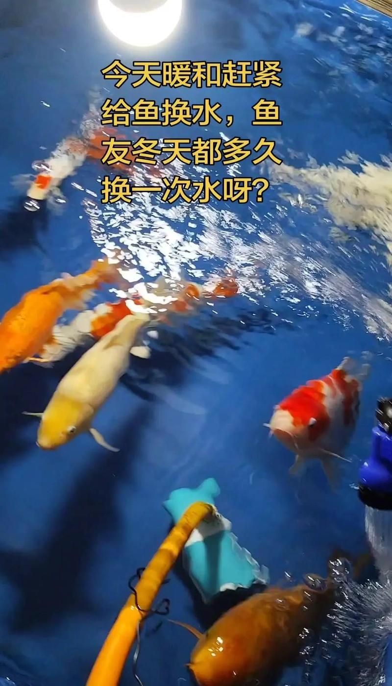如何預防雷龍魚腹水病的發生，如何預防雷龍魚腹水病