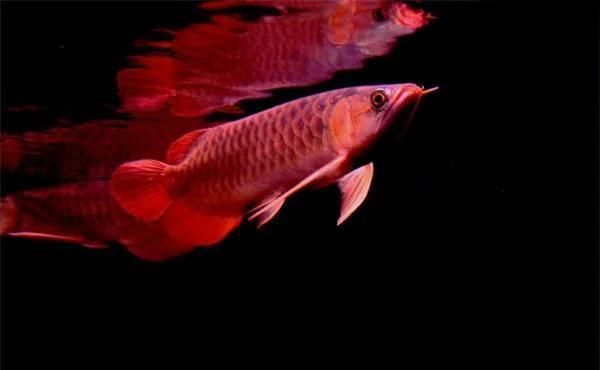 龍魚水泡病復發會自愈嗎，龍魚水泡病復發會自愈嗎龍魚水泡病會自愈嗎