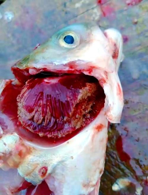 如何預防魚鰓蓋爛掉，魚鰓蓋爛掉的預防與治療全攻略 如何預防魚鰓蓋爛掉，魚鰓蓋爛掉的預防與治療全攻略 龍魚百科 第2張