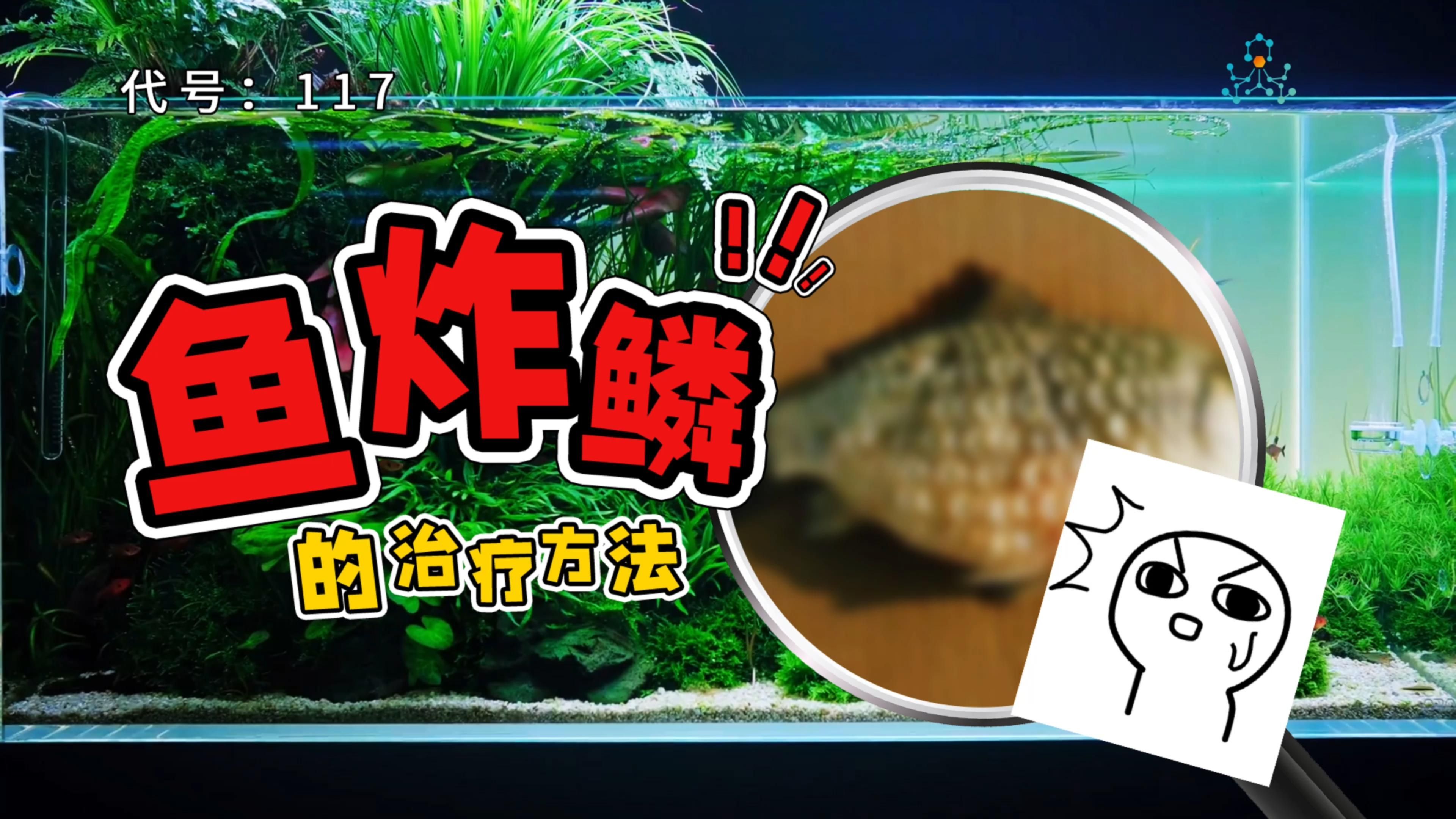 魚炸鱗病能完全治愈嗎，最“惡心”的魚病-炸鱗有救了