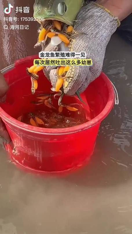 給我一些頂級龍魚的視頻，康龍水族龍魚的視頻繁殖過程（1000字和配圖） 給我一些頂級龍魚的視頻，康龍水族龍魚的視頻繁殖過程（1000字和配圖） 龍魚百科 第8張