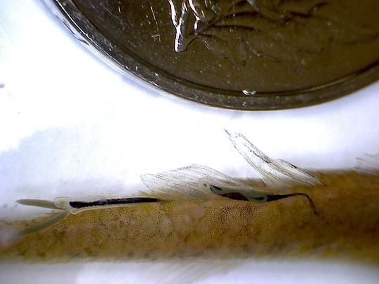 如何防治魚身上的寄生蟲，如何防治魚身上的寄生蟲問題 如何防治魚身上的寄生蟲，如何防治魚身上的寄生蟲問題 龍魚百科 第3張