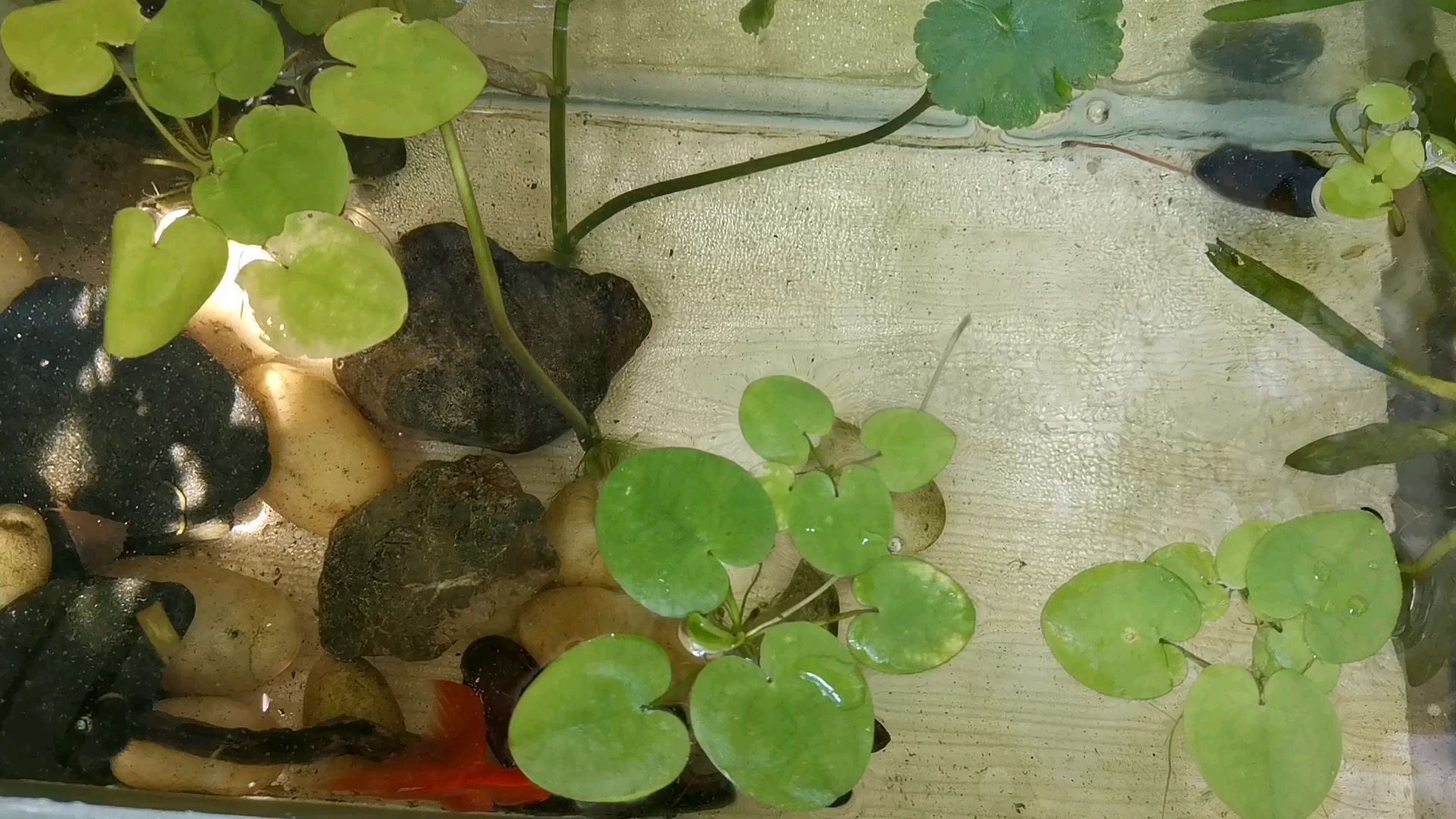 如何防治魚身上的寄生蟲，如何防治魚身上的寄生蟲問題 如何防治魚身上的寄生蟲，如何防治魚身上的寄生蟲問題 龍魚百科 第7張