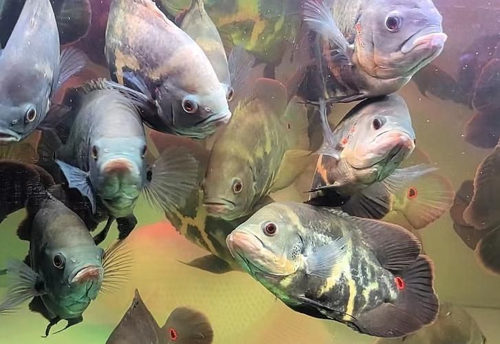 給我一些野生地圖魚的圖片，野生地圖魚的飼養(yǎng)方式 給我一些野生地圖魚的圖片，野生地圖魚的飼養(yǎng)方式 龍魚百科 第8張