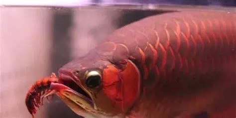 有哪些方法可以加速龍魚認主？，加速龍魚認主的方法 有哪些方法可以加速龍魚認主？，加速龍魚認主的方法 龍魚百科 第3張