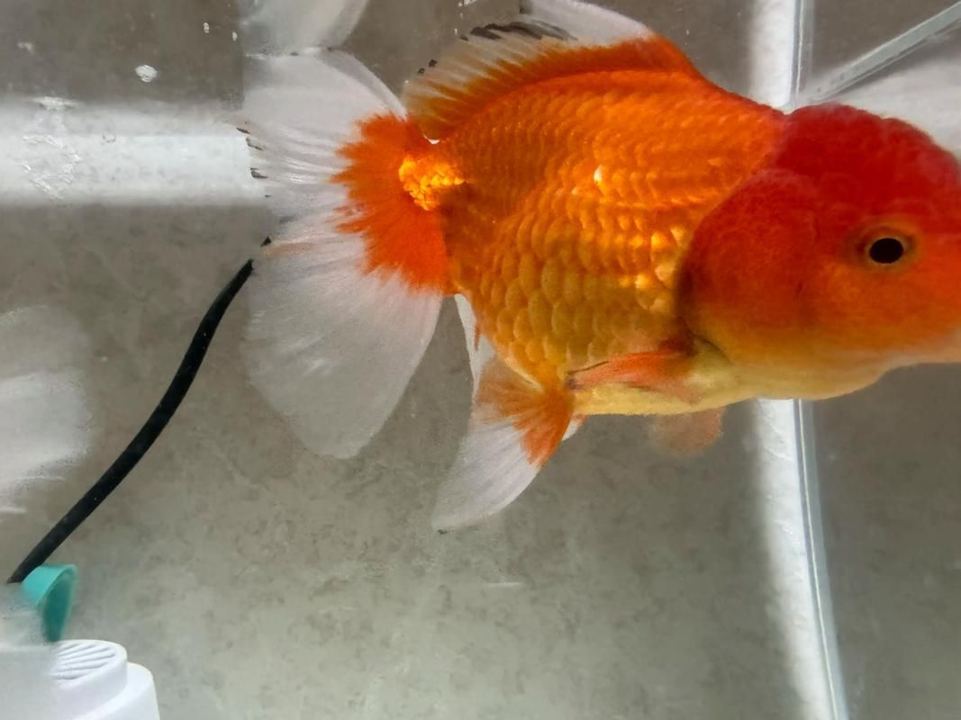 如何判斷蝶尾金魚是否生病,如何判斷蝶尾金魚是否生病, 龍魚百科 第4張 如何判斷蝶尾金魚是否生病,如何判斷蝶尾金魚是否生病, 如何判斷蝶尾金魚是否生病,如何判斷蝶尾金魚是否生病, 龍魚百科 第4張