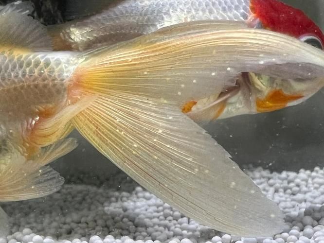 如何判斷蝶尾金魚是否生病,如何判斷蝶尾金魚是否生病, 龍魚百科 第5張 如何判斷蝶尾金魚是否生病,如何判斷蝶尾金魚是否生病, 如何判斷蝶尾金魚是否生病,如何判斷蝶尾金魚是否生病, 龍魚百科 第5張