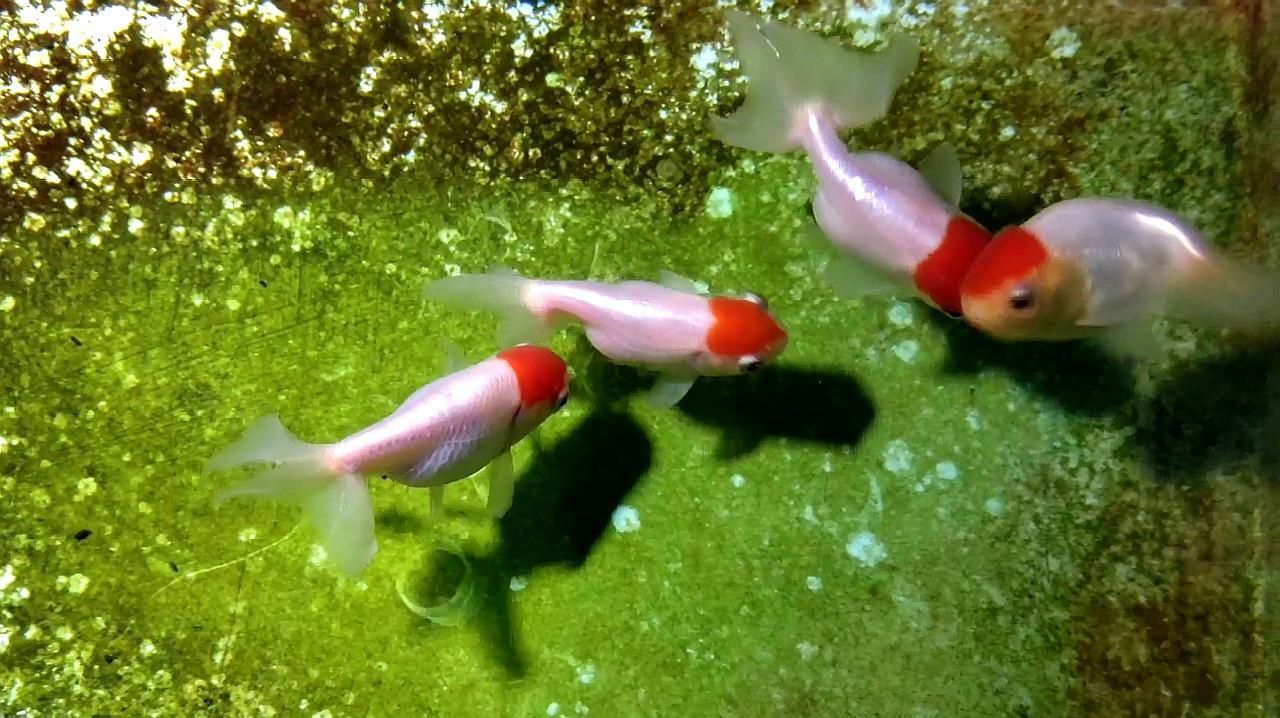 如何判斷蝶尾金魚是否生病，如何判斷蝶尾金魚是否生病， 如何判斷蝶尾金魚是否生病，如何判斷蝶尾金魚是否生病， 龍魚百科 第6張