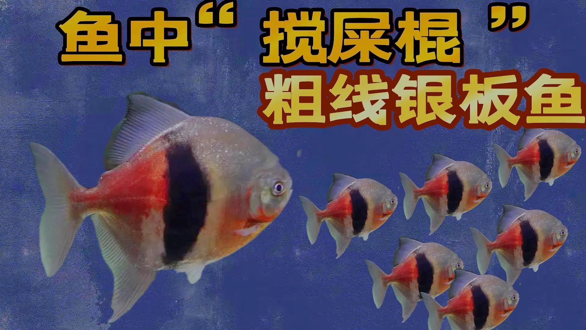 粗線銀板魚有哪些品種？，粗線銀板魚有哪些品種粗線銀板魚有哪些品種 粗線銀板魚有哪些品種？，粗線銀板魚有哪些品種粗線銀板魚有哪些品種 龍魚百科 第7張