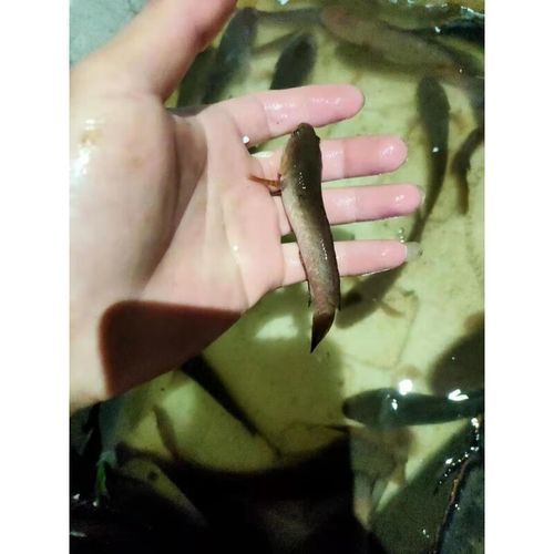 哪里可以購買到冷水雷龍魚？ 哪里可以購買到冷水雷龍魚？ 龍魚百科 第2張