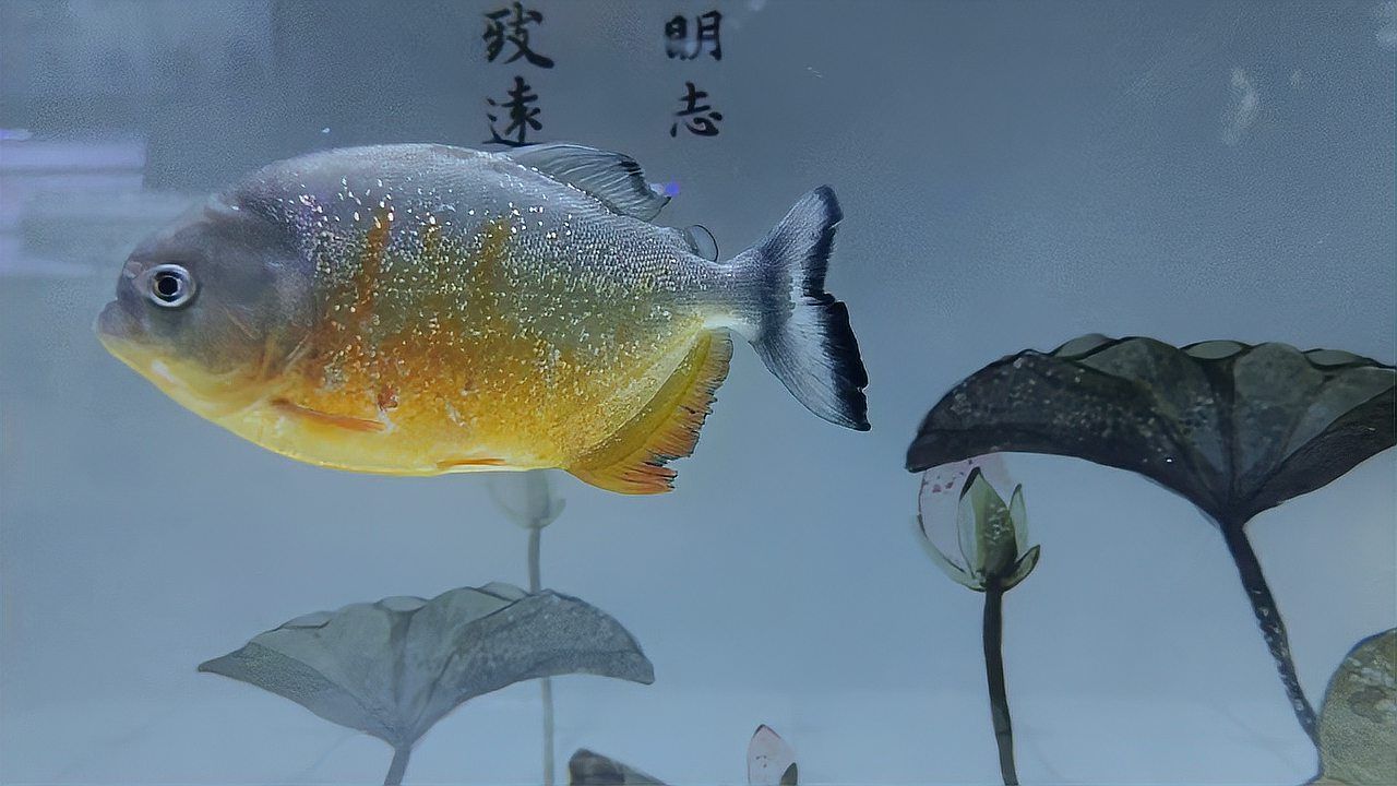 有哪些觀賞魚(yú)容易患蒙眼病，蒙眼病是一種常見(jiàn)的觀賞魚(yú)疾病 有哪些觀賞魚(yú)容易患蒙眼病，蒙眼病是一種常見(jiàn)的觀賞魚(yú)疾病 龍魚(yú)百科 第3張