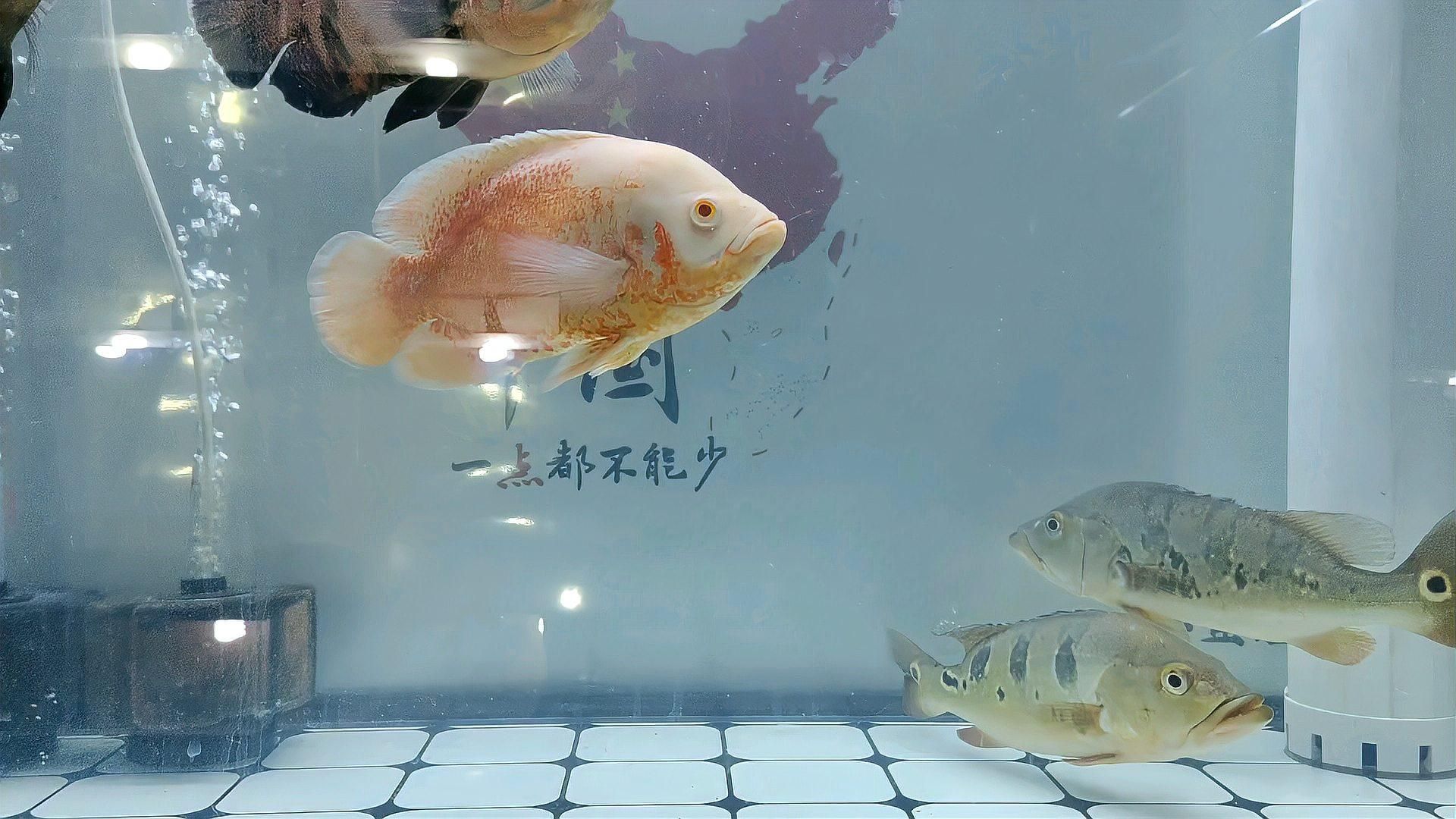 魚胸鰭根部發紅能自愈嗎，魚胸鰭根部發紅能自愈嗎, 魚胸鰭根部發紅能自愈嗎，魚胸鰭根部發紅能自愈嗎, 龍魚百科 第3張