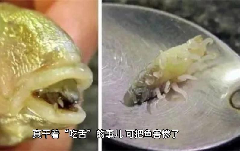 給我一些魚虱的圖片，關(guān)于魚虱的知識(shí)，你知道多少？ 給我一些魚虱的圖片，關(guān)于魚虱的知識(shí)，你知道多少？ 龍魚百科 第17張