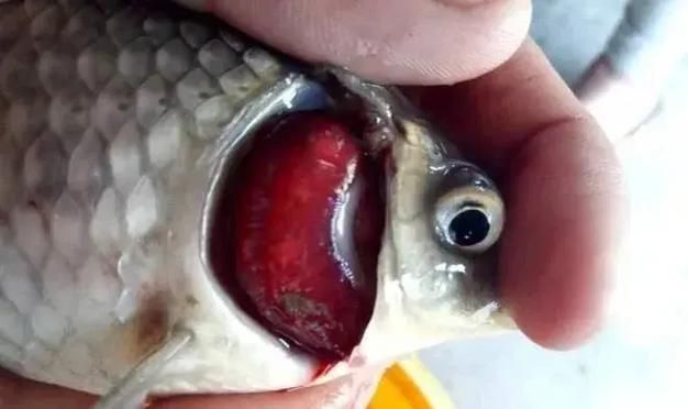 鰓蓋潰爛后如何護(hù)理，魚缸鰓蓋潰爛后如何護(hù)理 鰓蓋潰爛后如何護(hù)理，魚缸鰓蓋潰爛后如何護(hù)理 龍魚百科 第6張