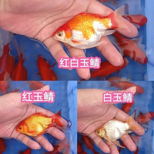哪里可以買到正品大日玉鯖？，正品大日玉鯖怎么樣？