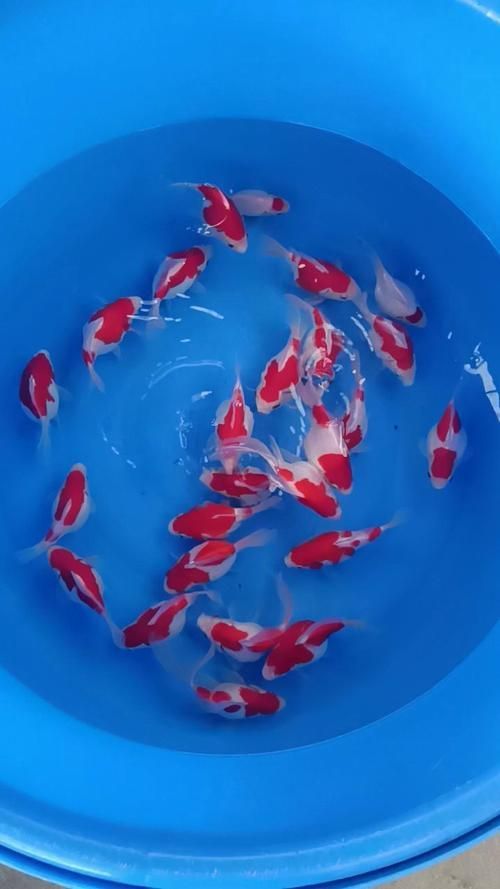 哪里可以買到正品大日玉鯖？，正品大日玉鯖怎么樣？
