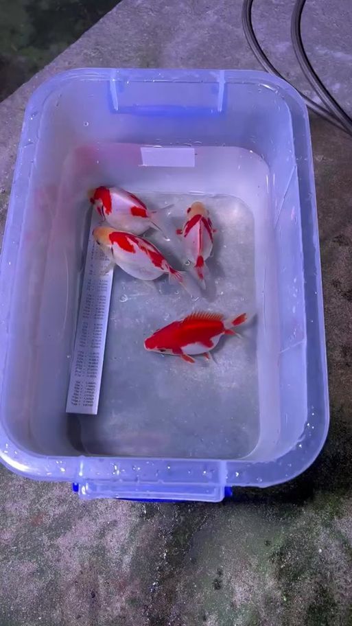 哪里可以買到正品大日玉鯖？，正品大日玉鯖怎么樣？
