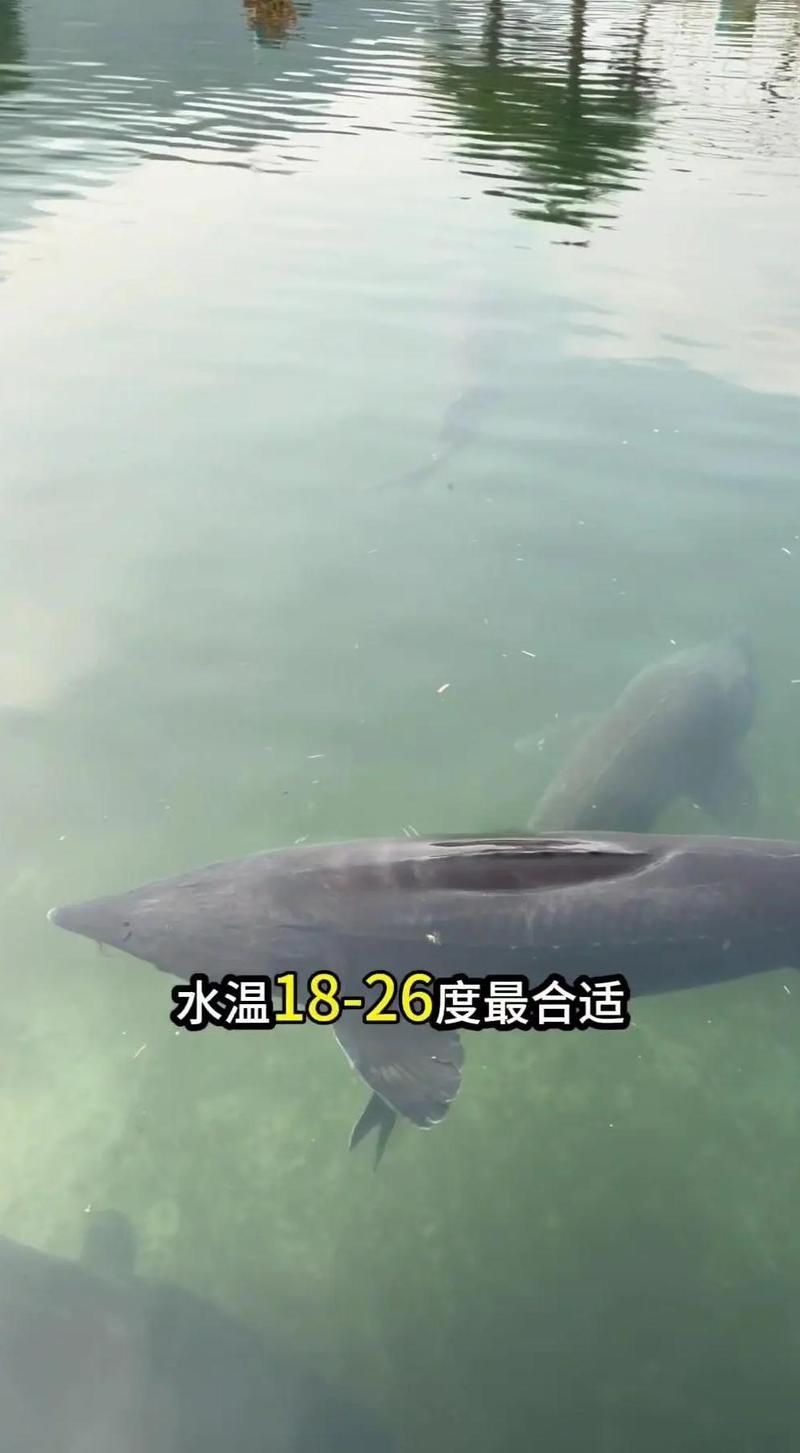 有哪些冷水魚品種適合西安地區(qū)養(yǎng)殖，西安地區(qū)養(yǎng)殖冷水魚養(yǎng)殖冷水魚品種適合在西安地區(qū)養(yǎng)殖 有哪些冷水魚品種適合西安地區(qū)養(yǎng)殖，西安地區(qū)養(yǎng)殖冷水魚養(yǎng)殖冷水魚品種適合在西安地區(qū)養(yǎng)殖 龍魚百科 第1張