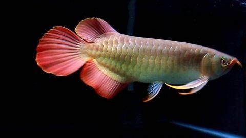 哪種龍魚最有升值空間？，哪種龍魚最有升值潛力，最具升值潛力的龍魚魚缸品牌 哪種龍魚最有升值空間？，哪種龍魚最有升值潛力，最具升值潛力的龍魚魚缸品牌 龍魚百科 第4張