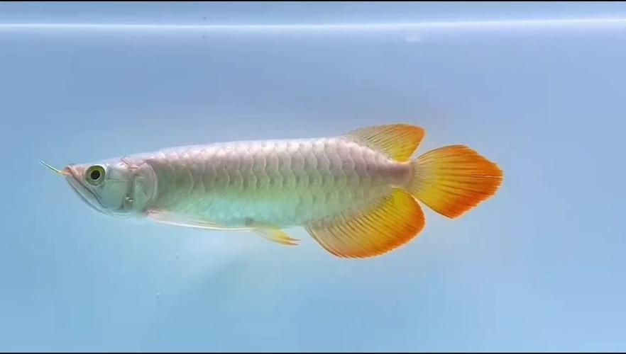 給我一些知名龍魚品牌的高清圖片 給我一些知名龍魚品牌的高清圖片 龍魚百科 第21張