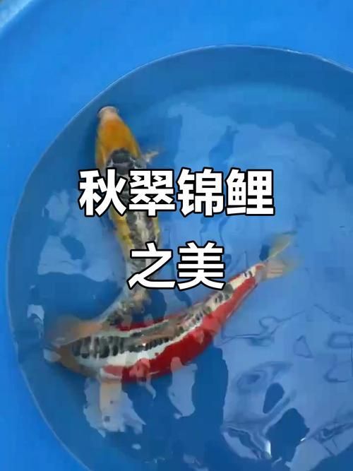 大正三色錦鯉的變種中哪個最珍貴?,大正三色錦鯉哪個最珍貴彩鰈mpg1800-1 龍魚百科 第9張 大正三色錦鯉的變種中哪個最珍貴?,大正三色錦鯉哪個最珍貴彩鰈mpg1800-1 大正三色錦鯉的變種中哪個最珍貴?,大正三色錦鯉哪個最珍貴彩鰈mpg1800-1 龍魚百科 第9張